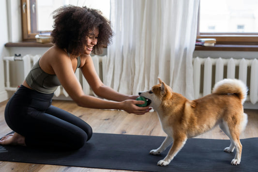 Pet-Friendly Curtains and Blinds for Your Home